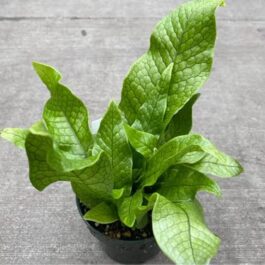 Crocodile fern (plant clump)
