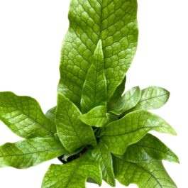 Crocodile fern (plant clump)