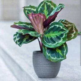 Calathea medallion (single plant)