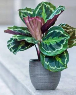 Calathea medallion (single plant)