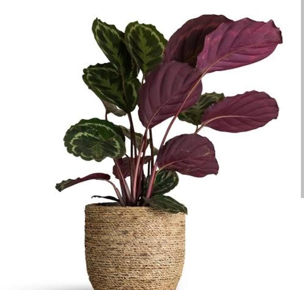 Calathea medallion (single plant) - Image 3