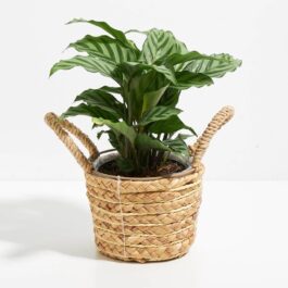 Calathea Freddy/ Calathea Concinna Freddy (single plant)