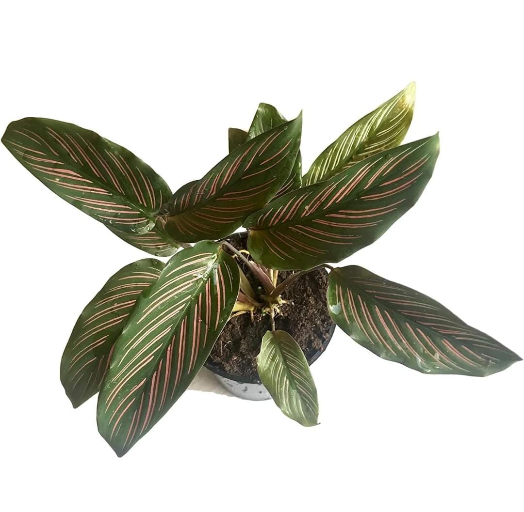 Calathea Rose Pinstripe/ Calathea Ornata Roseo Lineata Sanderiana Pinstripe (single plant) - Image 3