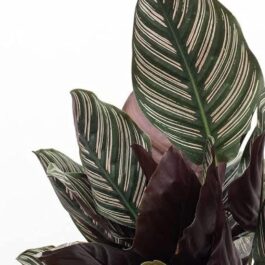 Calathea Rose Pinstripe/ Calathea Ornata Roseo Lineata Sanderiana Pinstripe (single plant)