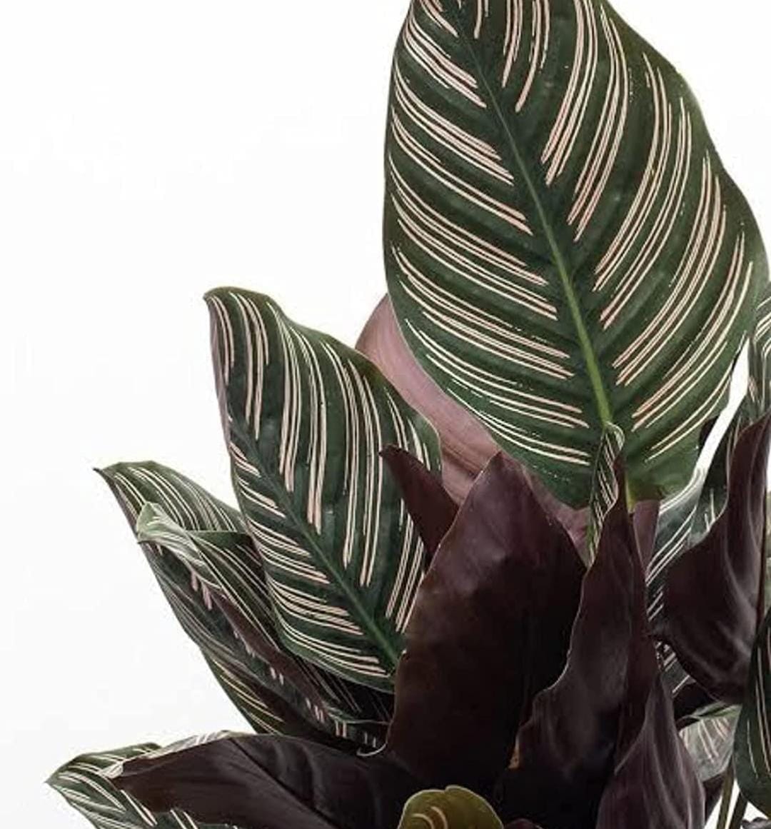 Calathea Rose Pinstripe/ Calathea Ornata Roseo Lineata Sanderiana Pinstripe (single plant)