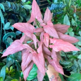 Syngonium Mickey (large single plant)