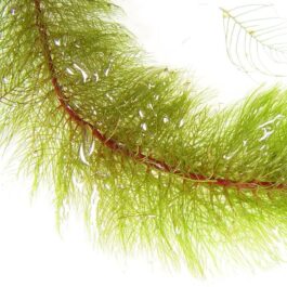 Myriophyllum heterophyllum(3 stems)