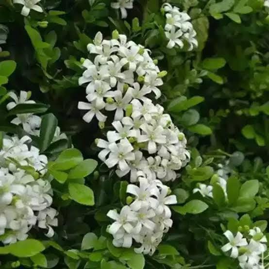 Miniature Kamini/Miniature Murraya Paniculata /Calcutta Kamini (single plant) - Image 3
