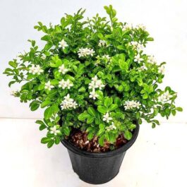 Miniature Kamini/Miniature Murraya Paniculata /Calcutta Kamini (single plant)