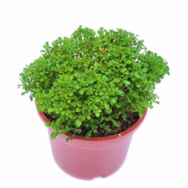 Miniature Kamini/Miniature Murraya Paniculata /Calcutta Kamini (single plant)