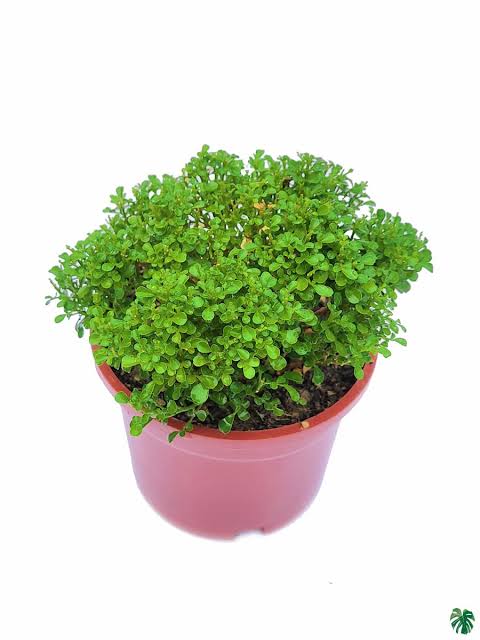 Miniature Kamini/Miniature Murraya Paniculata /Calcutta Kamini (single plant) - Image 2