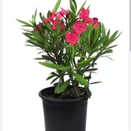 Dwarf Red Arali flower plant/ oleander red dwarf (single plant)