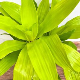Dracaena Limelight (single plant)