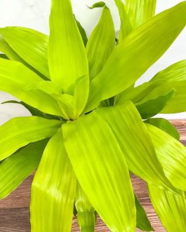 Dracaena Limelight (single plant)