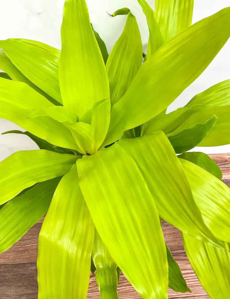 Dracaena Limelight (single plant)
