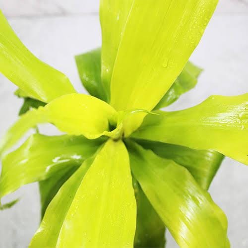 Dracaena Limelight (single plant) - Image 3