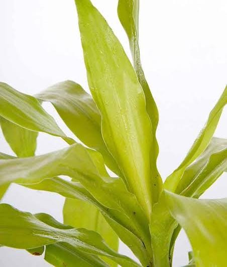 Dracaena Limelight (single plant) - Image 4