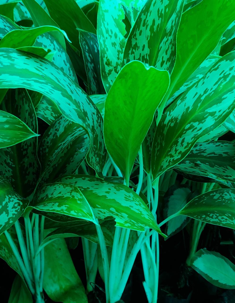 Agalonema narrow ice(single plant) - Image 3