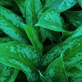 Agalonema narrow ice(single plant)