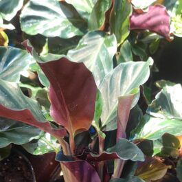 Calathea velvet black (single plant)