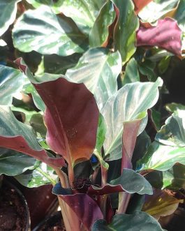 Calathea velvet black (single plant)
