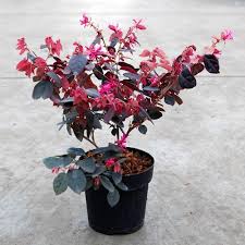 Loropetalum /Chinese Fringe  (single plant)