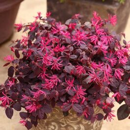 Loropetalum /Chinese Fringe (single plant)