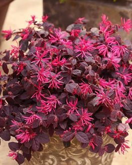 Loropetalum /Chinese Fringe  (single plant)