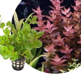 Bacopa salzmannii araguaia- pink USA version (large pot)