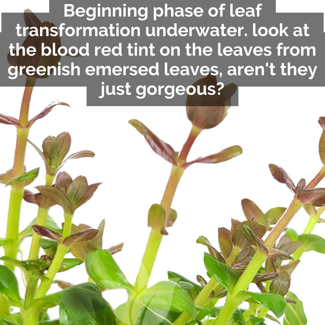 Bacopa salzmannii araguaia- pink USA version (3 stems) - Image 4