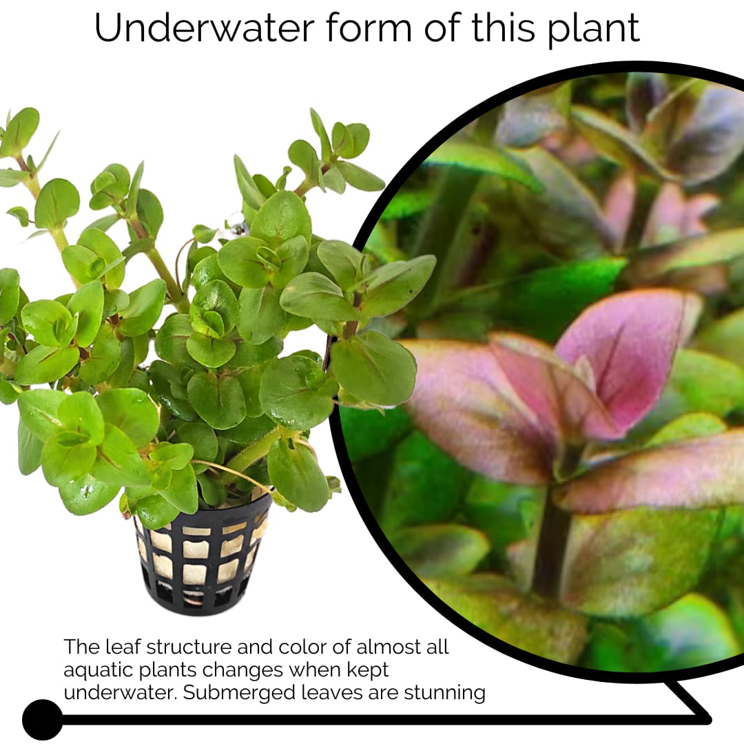 Bacopa salzmannii araguaia- pink USA version (3 stems) - Image 6