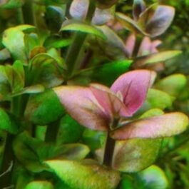 Bacopa salzmannii araguaia- pink USA version (large pot)