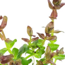 Bacopa salzmannii araguaia- pink USA version (3 stems)