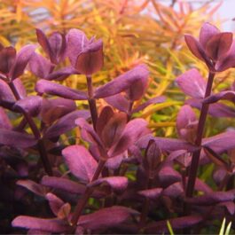 Bacopa Salzmannii Purple- Singapore Version (large pot)