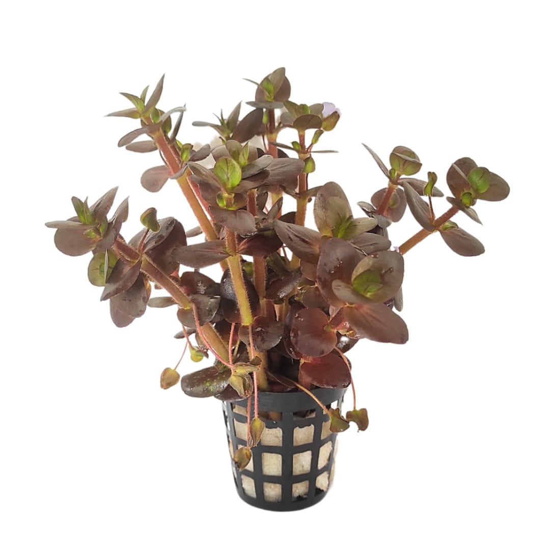 Bacopa Salzmannii Purple- Singapore Version (large pot) - Image 5