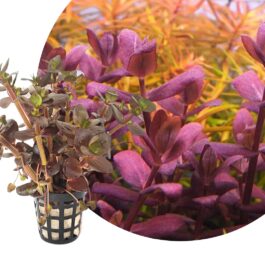Bacopa Salzmannii Purple- Singapore Version (large pot)