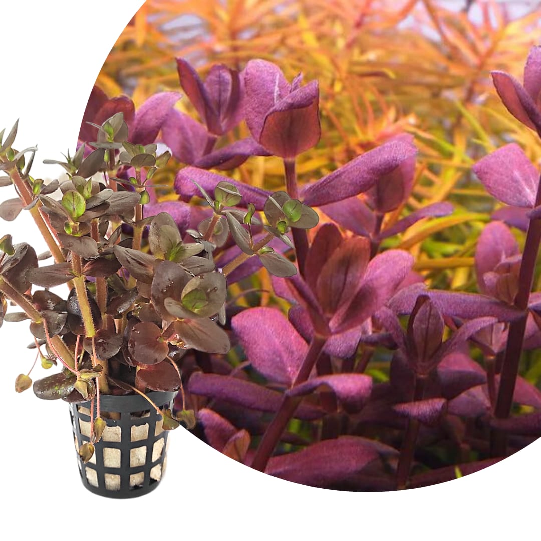 Bacopa Salzmannii Purple- Singapore Version (large pot) - Image 2