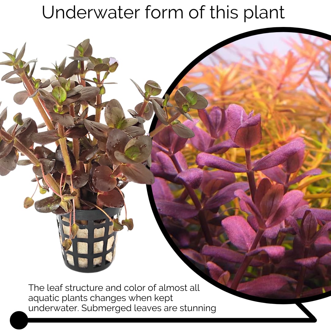 Bacopa Salzmannii Purple- Singapore Version (large pot) - Image 3