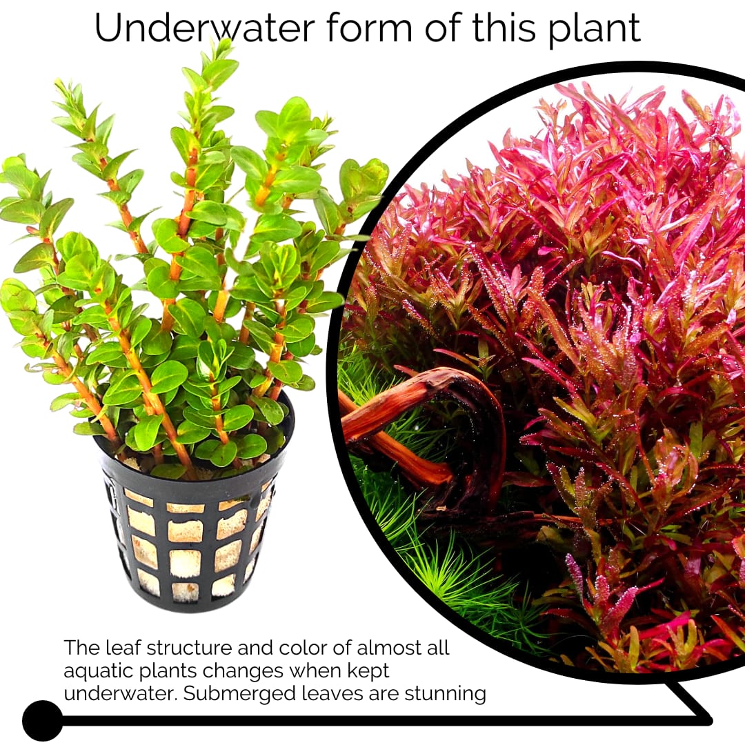Rotala Blood Red SG (large pot) - Image 5