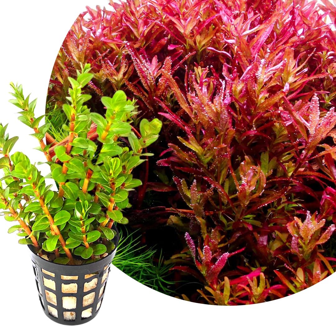 Rotala Blood Red SG (large pot) - Image 6