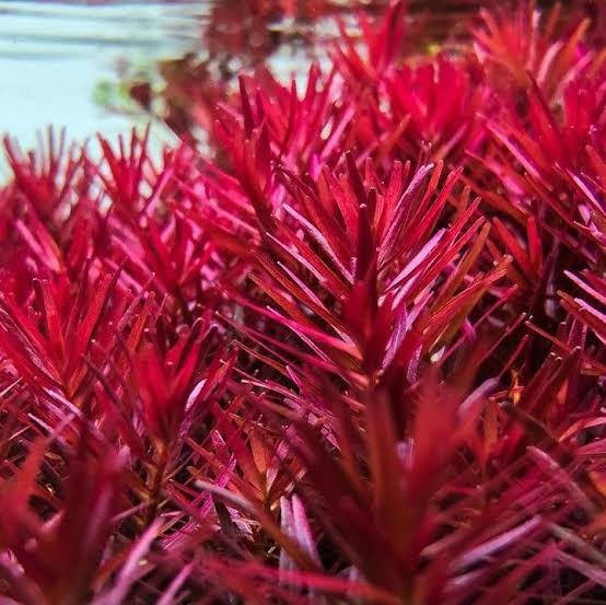 Rotala Blood Red SG (large pot) - Image 3
