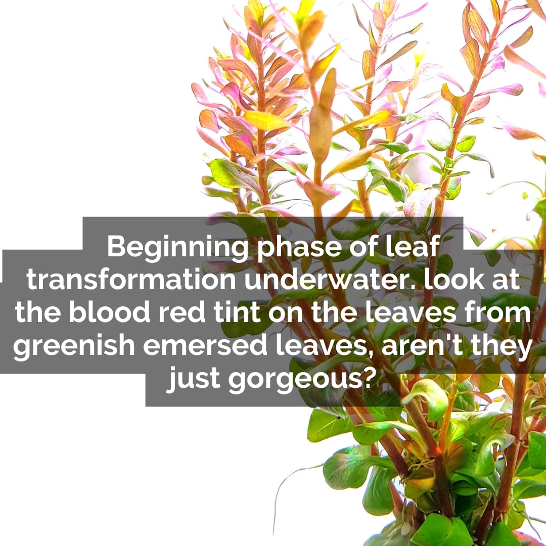 Rotala Blood Red SG (large pot) - Image 4