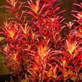 Rotala Blood Red SG (large pot)