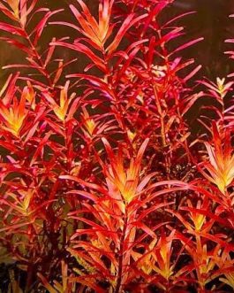Rotala Blood Red SG (large pot)
