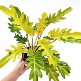 Philodendron Golden Xanadu (small sized)