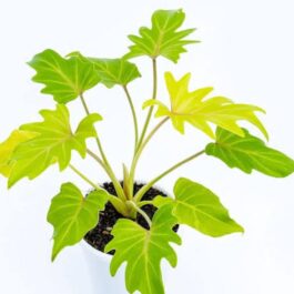 Philodendron Golden Xanadu (small sized)