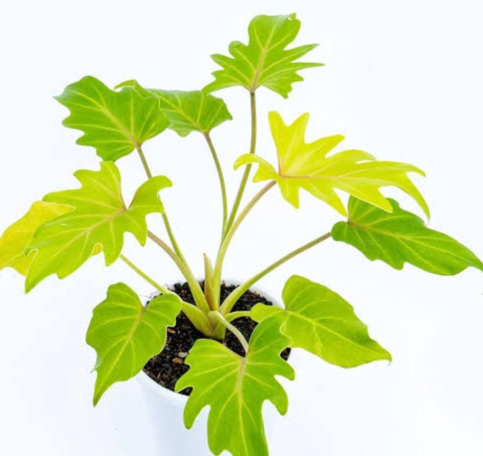 Philodendron Golden Xanadu (small sized) - Image 2