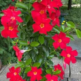 Red mandevilla flower plant (small sized)