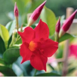 Red mandevilla flower plant (small sized)