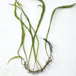 Needle leaf Java fern (single plant)